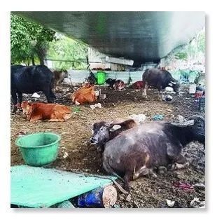 公路新功能？探索路面與圍欄外的畜牧可能