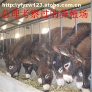 肉?？茖W飼養管理技術要點解析